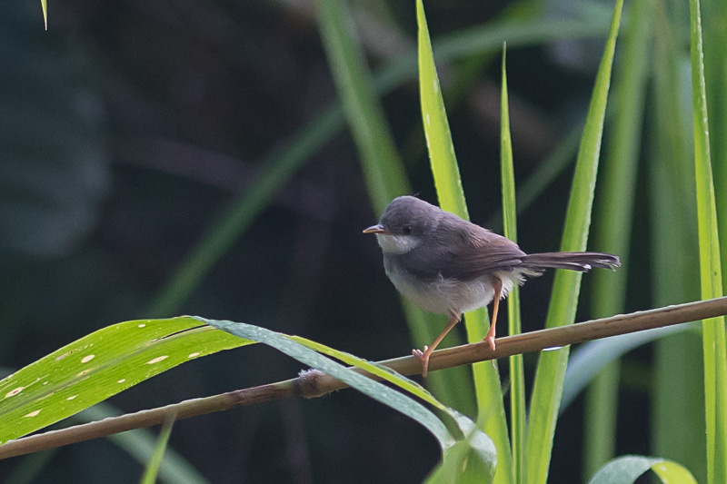 Grijsborstprinia